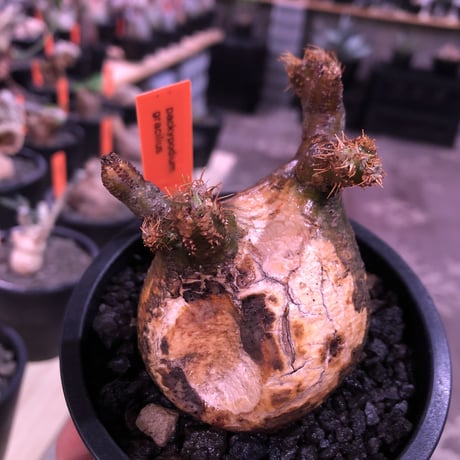 packypodium  gracilius《S size》一部グリーン肌＆激しい現地焼け株※現地球発根済株※良き肌colorに低重心＆生き様感じるエグれに現地焼け株※mad black pot植え