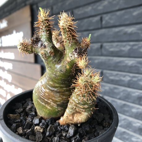 pachypodium  gracilius《M size》希少‼︎ニ頭枝w-he'd＆極green肌株※現地球発根後店主国内管理3年株※極green肌の良樹形双頭株※mad black pot植え