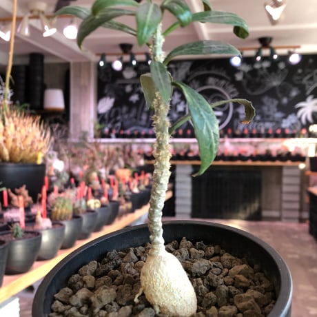 ワリンギアエ　塊根植物　コーデックス　レア eh-wge25.gif