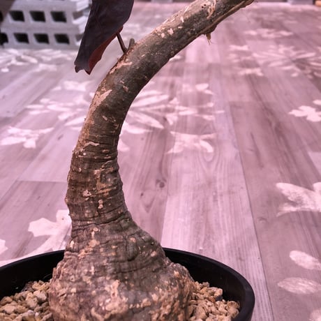 adenia    stylosa《L size》