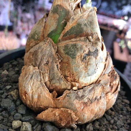 urginea epigea《L size》※現地球株発根済※丸み強くとびきり整ったぼってり樹形の大株‼︎開花時もゴージャスで魅力的なエピゲア※black bowl pot植え