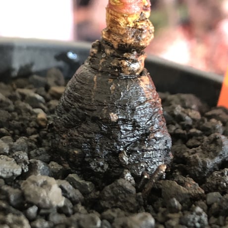 monadenium discoideum《M size 》※現地球発根後店主国内管理2年株※激希少種‼︎ツルツルブラック肌&葉とのcontrastも美しすぎる一株※mad black pot植え