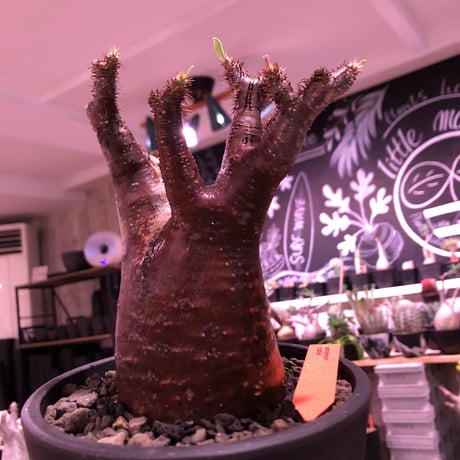 packypodium  gracilius《M  size》※現地球発根済※赤すぎる赤肌&現地焼け堪らぬリトモン渾身の一株‼︎※mad black pot植え