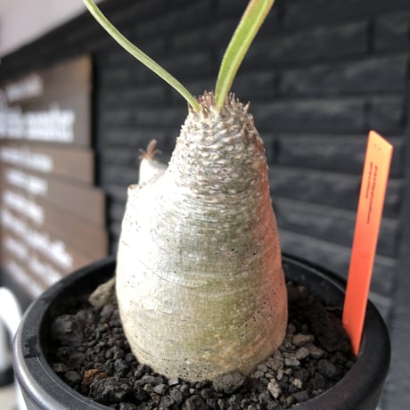 pachypodium gracilius《大きめS size》※極短枝ぼってり株※現地球発根後店主国内管理3年株※極めて短枝且つツルツル肌のぼってりトトロ樹形※mad black pot植え