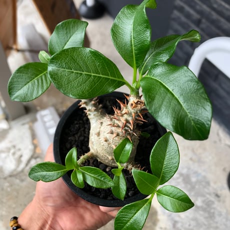 pachypodium windsorii《M size》※選抜littmon seed🌱※weight低き極めてぼってり株元&良枝振樹形※black pot植え