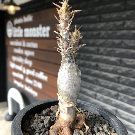 sesamothamnus rivae《小さめM size》※現地球株発根済※小振り現地球株は逆に珍しく白く美しくも味深き表皮のメクれが堪らなく枝振りも良き一株※black pot植え