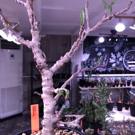 senna  meridionalis《L size》当店人気株‼︎