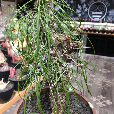didierea madagascariensis《LL size》※現地球極太大株発根済※古木感強く垂れ下がる涼しげな葉と棘のコントラストが堪らない※brown marble bowl pot植え