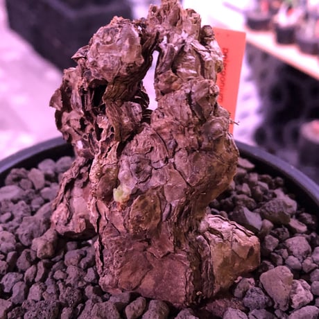pelargonium triste《L size》※現地球発根済株※店主国内管理3年株※大変朽くした大きなぼってり樹形の選抜激オススメ株‼︎※mad black bowl pot植え
