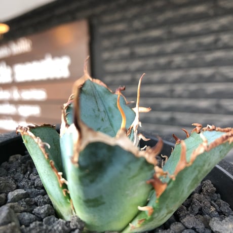 agave titanota  白鯨陽炎type《S size》※現地球株発根済 ②※唸り良き鋸歯に幅広肉厚タイプ※black pot植え