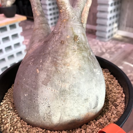 packypodium  gracilius《L L size》※現地球発根済み株‼︎ ※捻くれ枝がwildなでっぷりbigグラキ※令和二年記念‼︎リトモン驚愕株🤩No.④