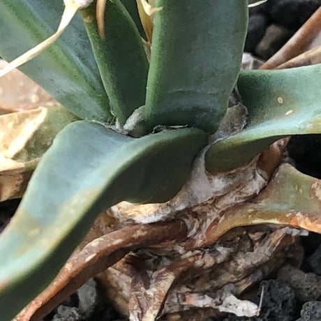 leuchtenbergia  principis 晃山《S size》※現地球株発根済※小振りながらも味深く強靭で育てやすい一属一種の有望株※black bowl pot植え