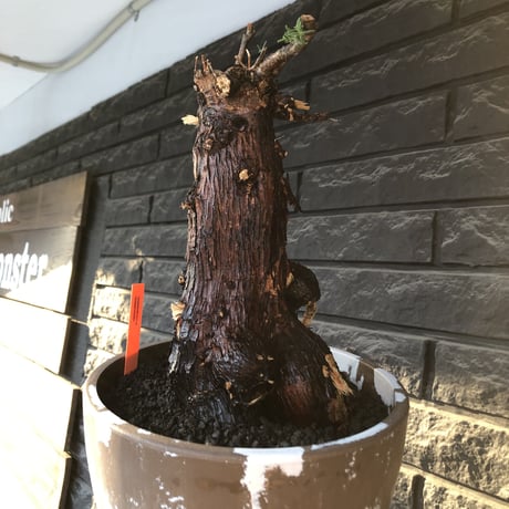 mestoklema tuberosum《大きめLLsize》極太大株※現地球発根後店主国内管理8年株※反り立つ壁的な圧倒的威圧感を持つ一株※mad brown marble bowl pot植え