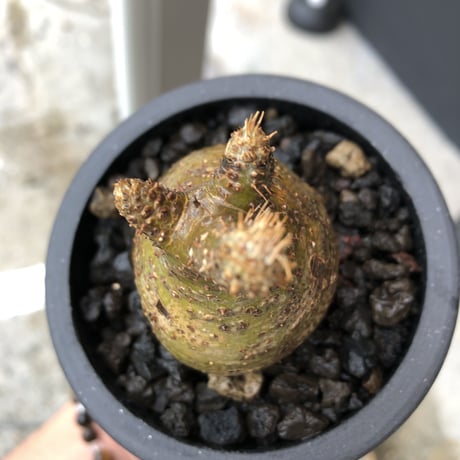 pachypodium gracilius《S size》希少green肌&まん丸球体株※現地球発根後店主国内管理1年株※まん丸且つ極めて短枝のかわいすぎる一株※mad black pot植え