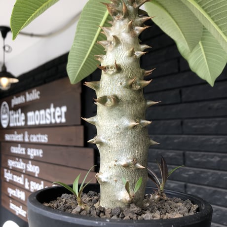 pachypodium  baronii《L size》※激希少‼︎現地球発根後店主国内管理6年株※荒い太いstudsみたく大きな葉&太幹がwildな一株※mad black pot植え