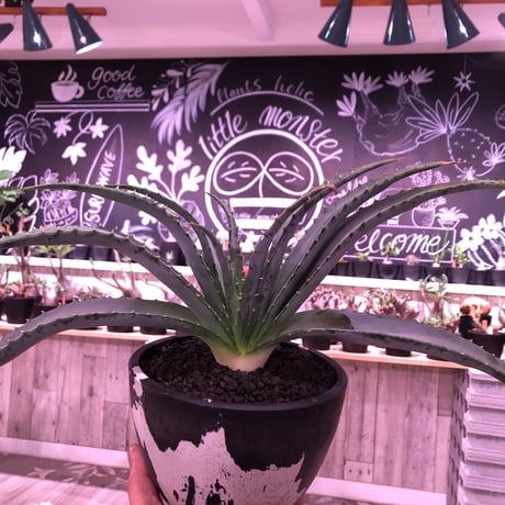 aloe   argyrostachys《L size》現地球発根済み‼︎ マダガスカルの希少種‼︎　※mad black  marble bowl pot植え