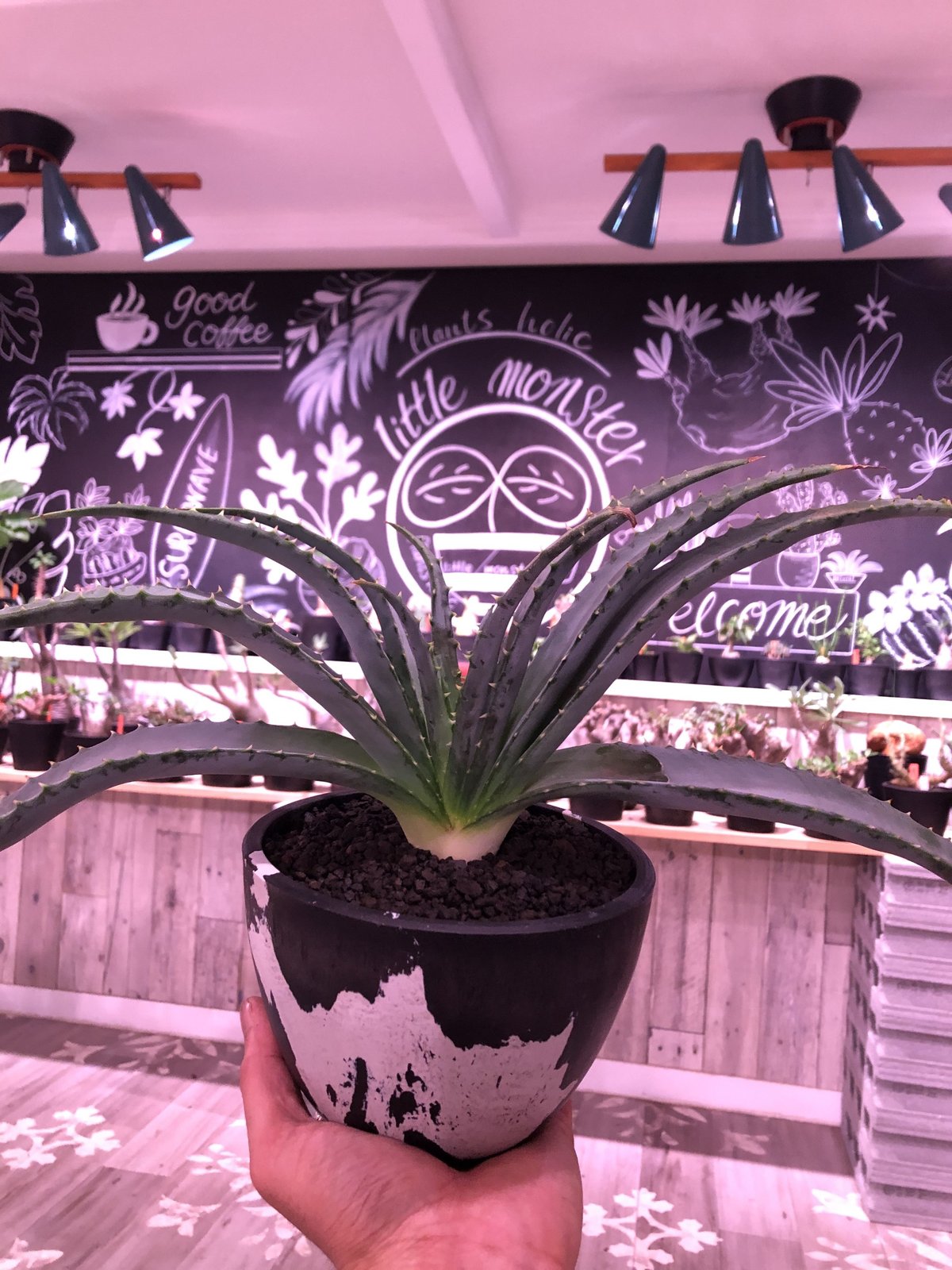 aloe argyrostachys《L size》現地球発根済み‼︎ マダガスカルの