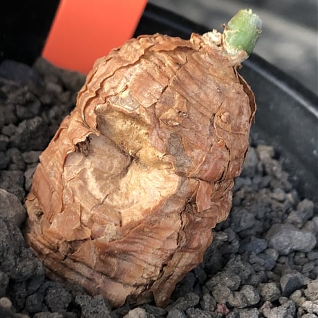 talinum caffrum《M size 》※現地球株発根済※希少‼︎エグれ傷跡も持つ味深き一株‼︎※mad black pot植え