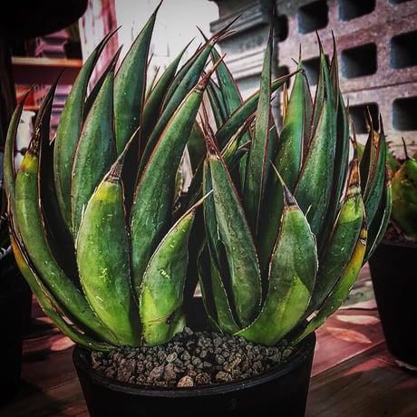 agave    blue glow    " W  hed"《L  size》