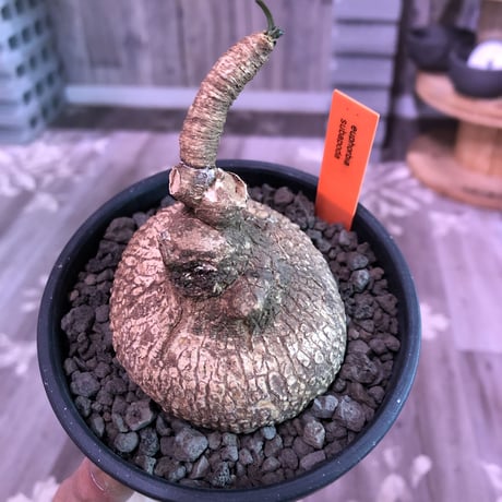 euphorbia   subapoda《M size 》特化した球体&扁平樹形が愛くるしくて堪らないスバポダ‼︎※mad black bowl pot植え
