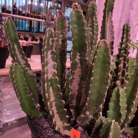 stapelia《XL size》