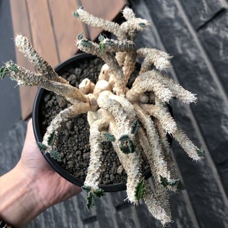 euphorbia tulearensis《 LL size》大株※現地球発根後店主国内管理4年株※驚愕‼︎希少性激高塊根ユーフォルビア‼︎big塊根&躍動枝振り※mad black pot植え