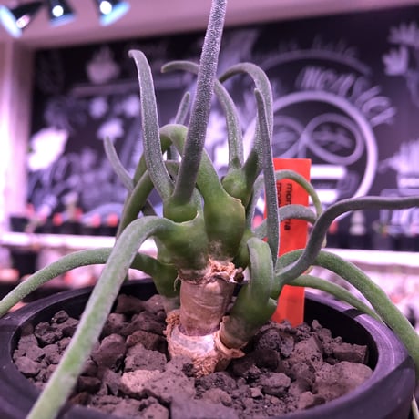 monilaria   pisiformis《大きめS size》※現地球発根済株※モニラリア属　（最上位激希少種）※冬型caudex‼︎   ※mad black bowl pot植え