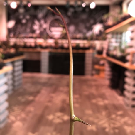 dioscorea  macrostachya メキシコ亀甲竜《L size》※現地球らしい切れ目強き立体樹形がwild且つサイズも大きな夏型メキシコ亀さん※浅鉢植え※夏型種