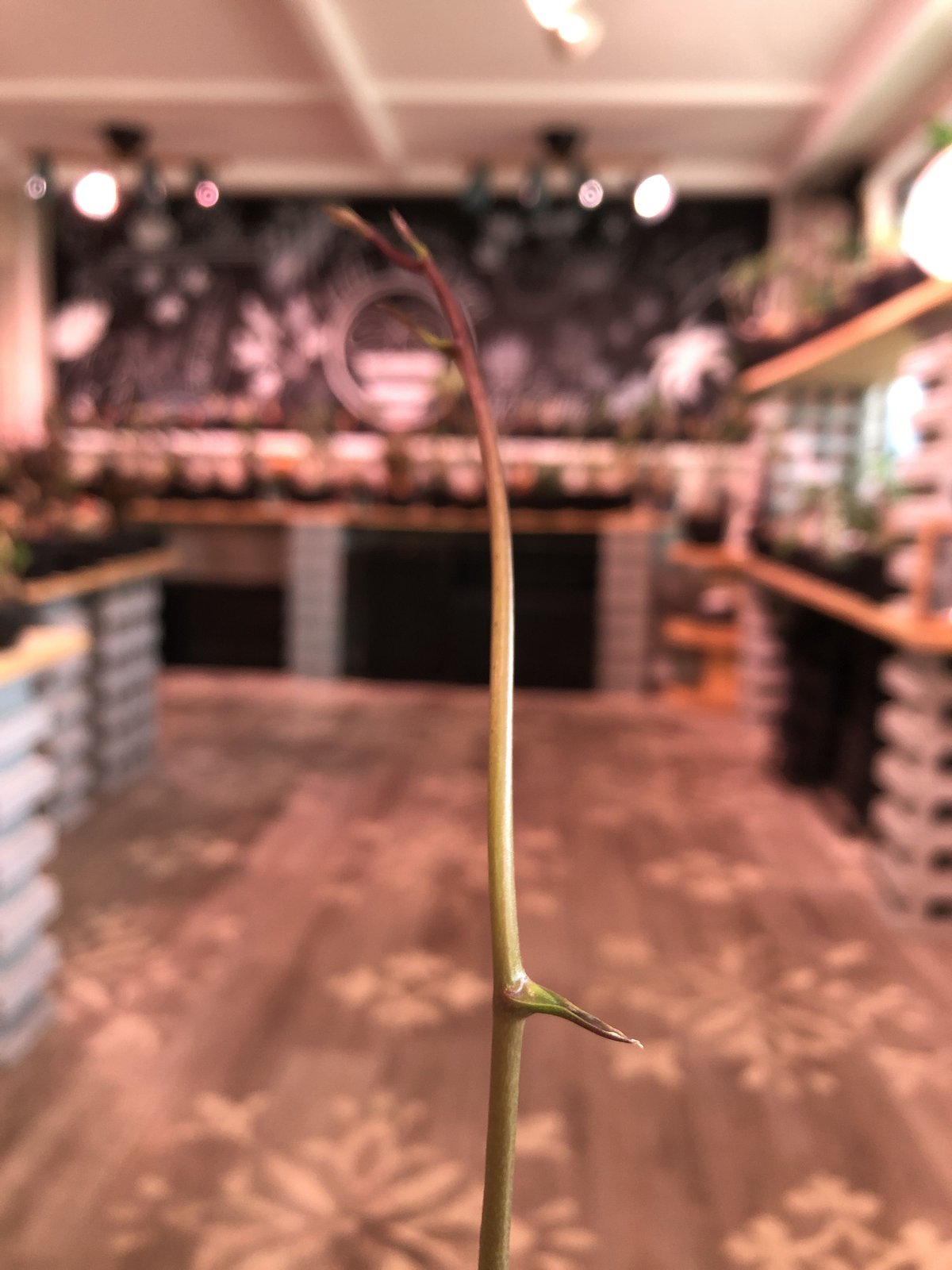 dioscorea macrostachya メキシコ亀甲竜《L size》※現地球らしい切