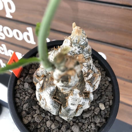 cephalopentandra ecirrhosa《 L size》ゴツゴツ極太株※現地球発根済株※店主国内管理7年株※幹のボコボコ感が強きパキプスかの如く厳つい一株※mad black pot植え