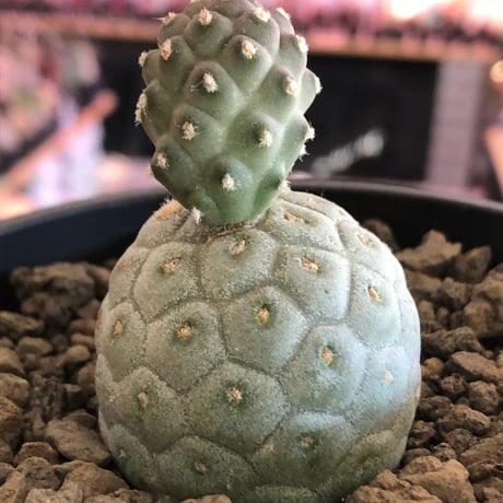 tephrocactus geometricus 《M size》※現地球株カキ仔発根済※②丸々とかわいく綺麗な玉型維持のカキ仔※black bowl pot植え