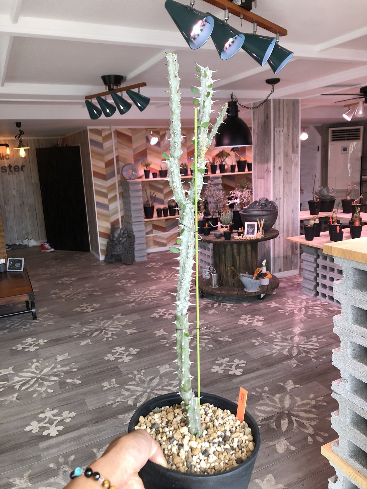 alluaudia procera《亜竜木》 | plants holic 