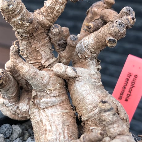 euphorbia itremensis《L size》※現地球株発根済②※大きめ且つバランスも良き激しい枝振りが堪らないイトレ※black pot植え