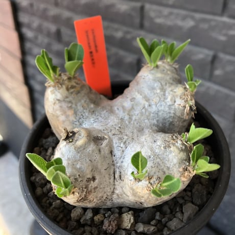 pachypodium  brevicaule恵比寿笑い《M size》※現地球発根後店主国内管理3年株※美しい肌を持つ手乗りサイズ感‼︎※mad black bowl pot植え