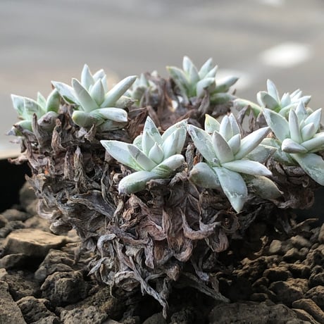 dudleya greenei《L size》希少種‼︎※現地球株発根済※流通少なき古株のため味深くそれでいてコントラストがとびきり美しい一株※black bowl pot植え