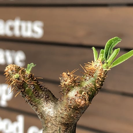 packypodium  gracilius《小さめM size》希少ニ頭枝※現地球発根済株※店主国内管理2年株※大変バランス良きニ頭枝‼︎両A面のぼってり選抜株※mad black pot植え