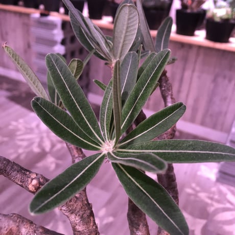 packypodium  gracilius《二分頭株》🌵🌵※現地球株  発根済み株‼︎  　限定1株　※希少株