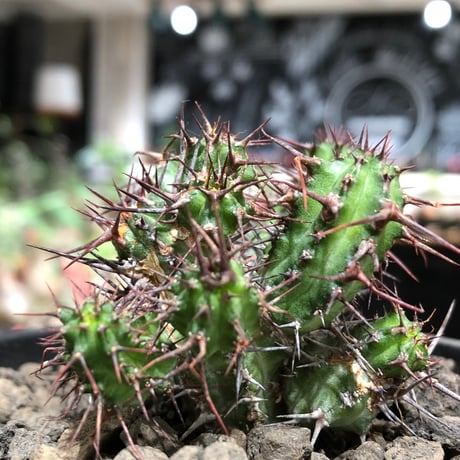 euphorbia golisana《M size》※現地球株発根済※木質化した極太主頭から伸びる良枝振りとコントラストが美しく厳つい棘々しさも堪らない‼︎※black bowl pot植え