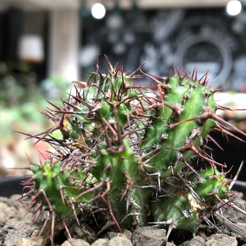 euphorbia golisana《M size》※現地球株発根済※木質化した極太主頭から