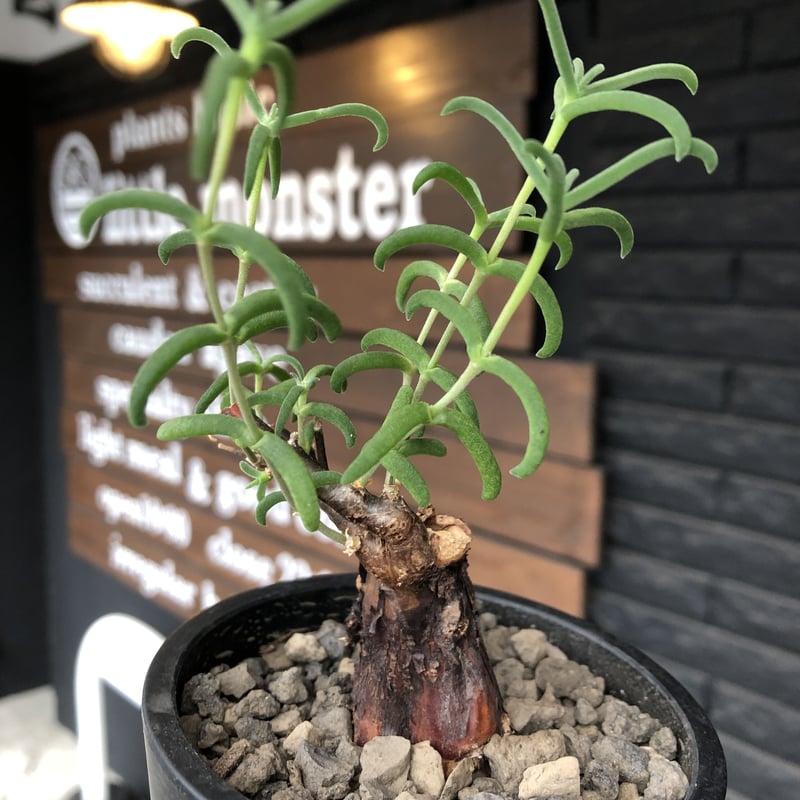 メストクレマ 二年目、メストクレマ マクロリズムの塊根: 仙人の12ヶ月