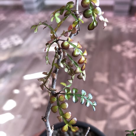 opercullicarya   decaryi  littmon  seed🌱  《4年半株》※大変成長の早い良株&良樹形デカリー‼︎※mad  black  pot植え （限定 1株）