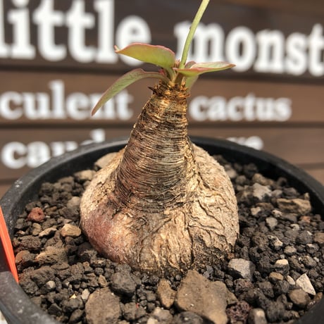 euphorbia primulifolia《大きめM size》※現地球株発根済※丸み強くぼってり樹形の愛くるしさ満点で特に開花時は肌感とのギャップも堪らない※black bowl pot植え