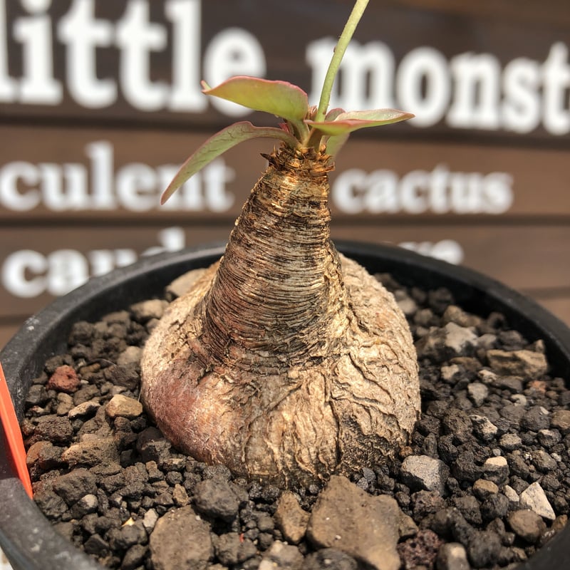 euphorbia primulifolia《大きめM size》※現地球株発根済※丸み euphorbia primulifolia《大きめM size》※現地球株発根済※丸み
