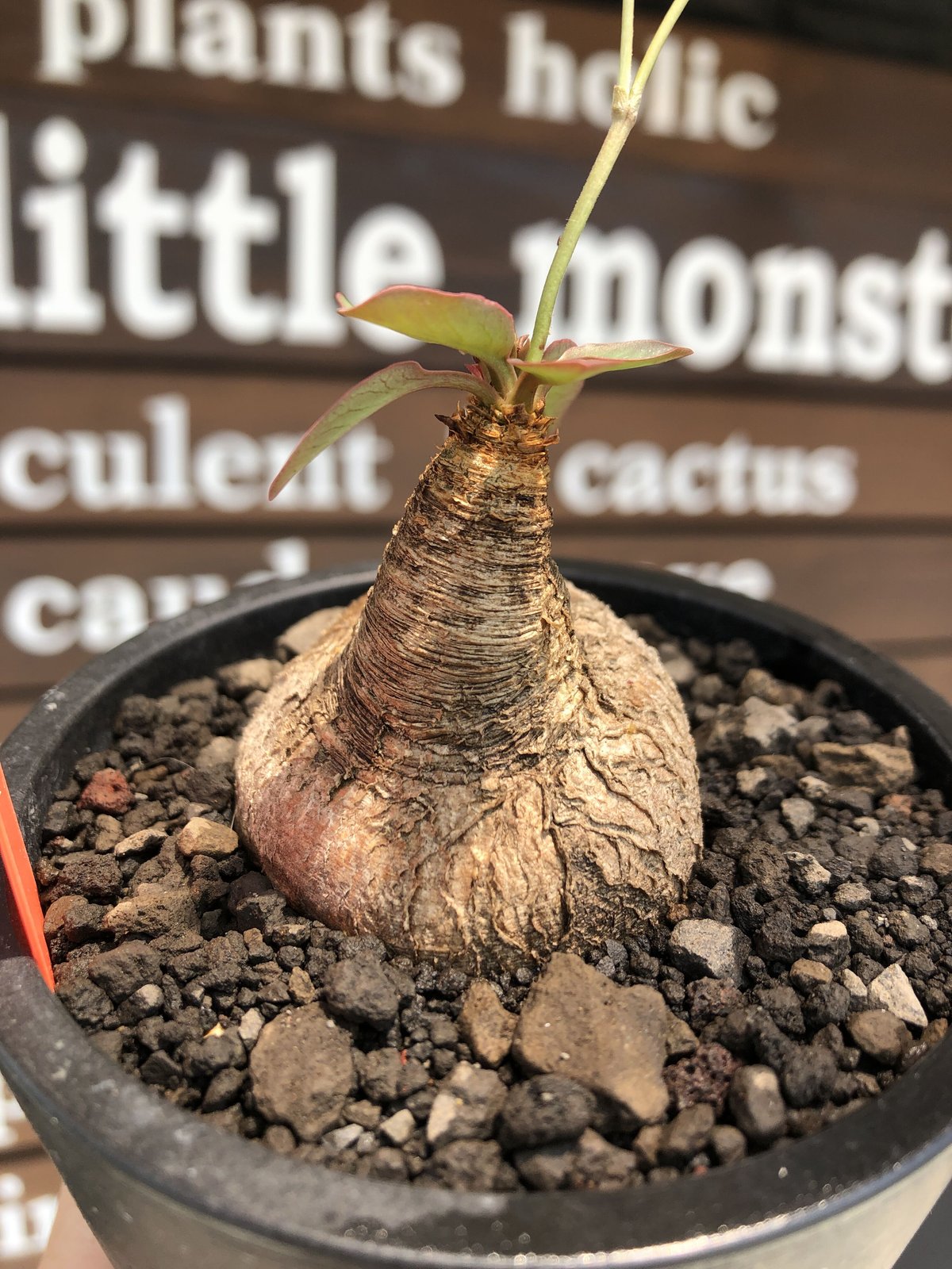 euphorbia primulifolia《大きめM size》※現地球株発根済※丸み強くぼ