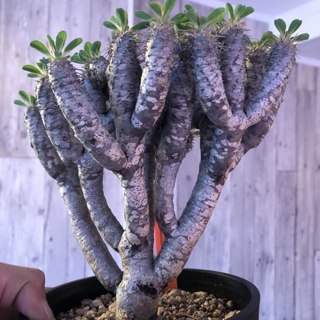 euphorbia    guillauminiana《L  size》明るいライトシルバー肌のbalance良き美株‼︎