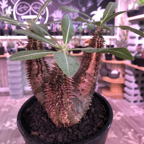 packypodium  horombense《M size》※現地球発根済み株‼︎ ※bronzeよりのmad質な赤肌ホロン‼︎※mad black pot植え