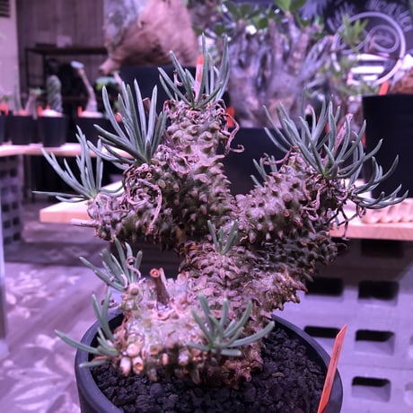 tylecodon  wallichii 和名＝奇峰錦《M size》※この丈で希少性高き激しい枝ぶりwild株‼︎　店主管理4年株　※ mad black pot植え