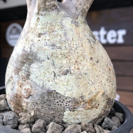 pachypodium  gracilius《小さめL size》最高balance株※現地球発根後店主国内管理4年株※極balance良くズバ抜けたカラーの持ち主※mad black pot植え