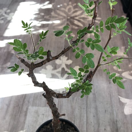 commiphora   monstrosa《 大きめM  size》※現地球発根済株※店主国内管理4年株※小振り丈の良きサイズ感な人気灌木※tall pot植え