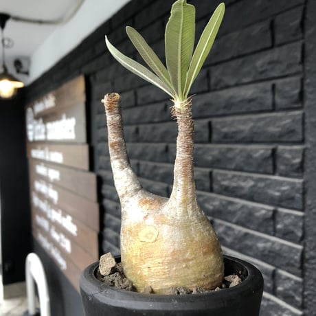 pachypodium gracilius《大きめS size》希少yellow肌※現地球発根後店主国内管理3年株※ぼってり樹形に特化したカラーが可愛い装い※mad black pot植え